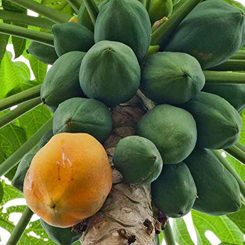 Thai Red Lady Papaya - Mahesh Patil