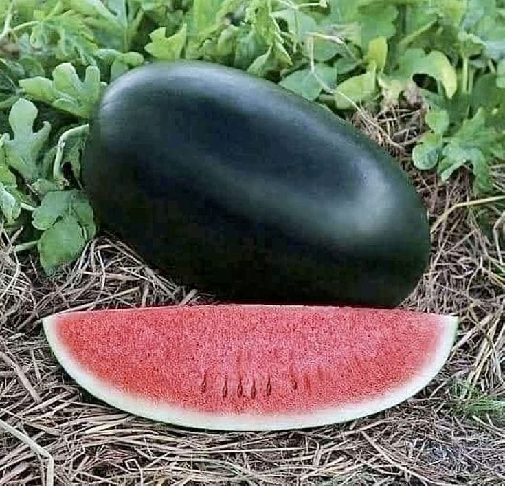 Kiran No 2 Watermelon
