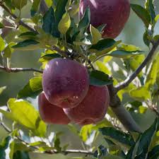 Organic Kinnaur Delicious Apples