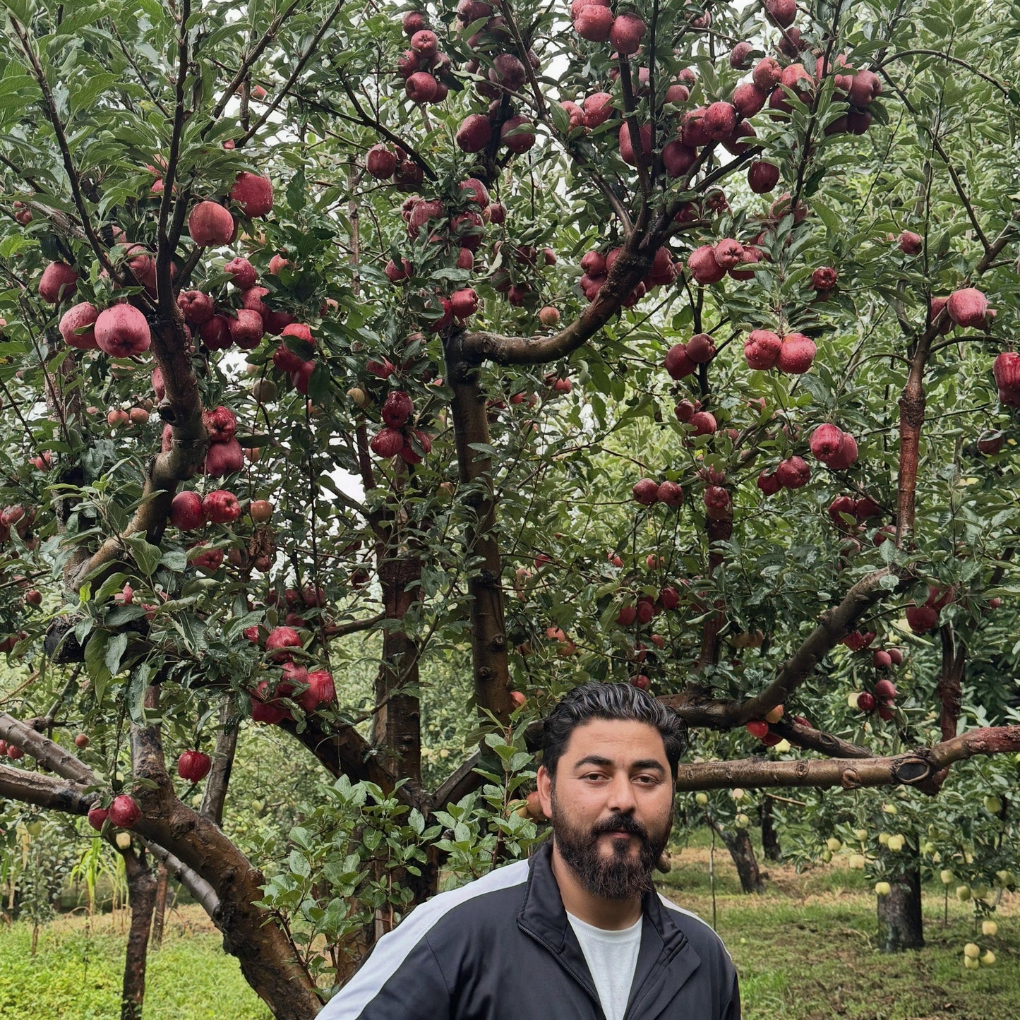 Kinnaur Delicious Apples - Zahoor Shah