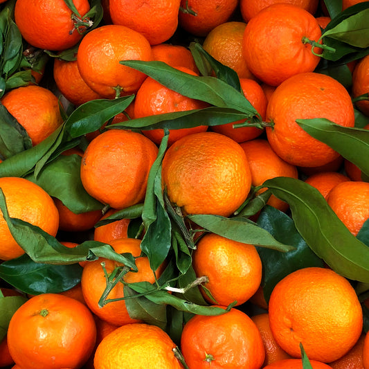 Imported Clementine Orange