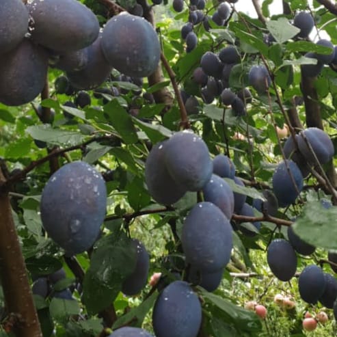 Fresh Prunes