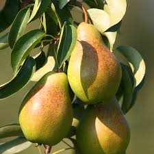 Starking Pears
