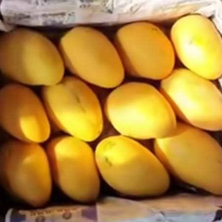 Organic Banganapalli Safeda Mangoes - 1Kg - 25th May