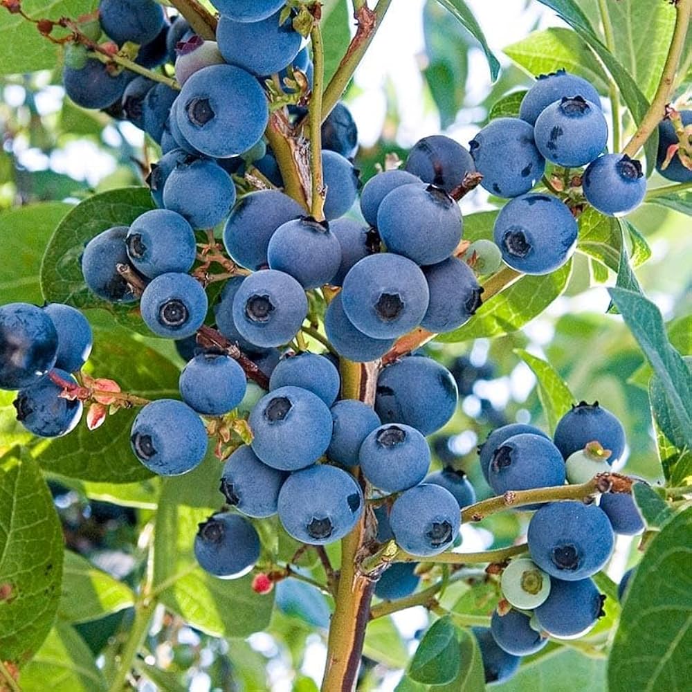 Fresh Blueberries