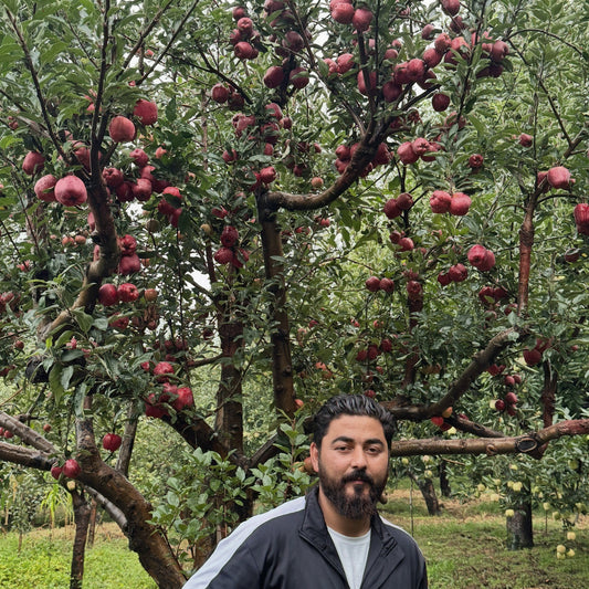 Kinnaur Delicious Apples - Zahoor Shah