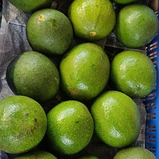 Indian Avocado - Chetan Shetty