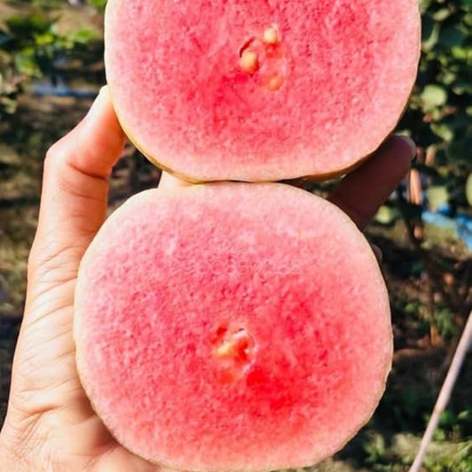 Watermelon Guava - Shrikant Chavan