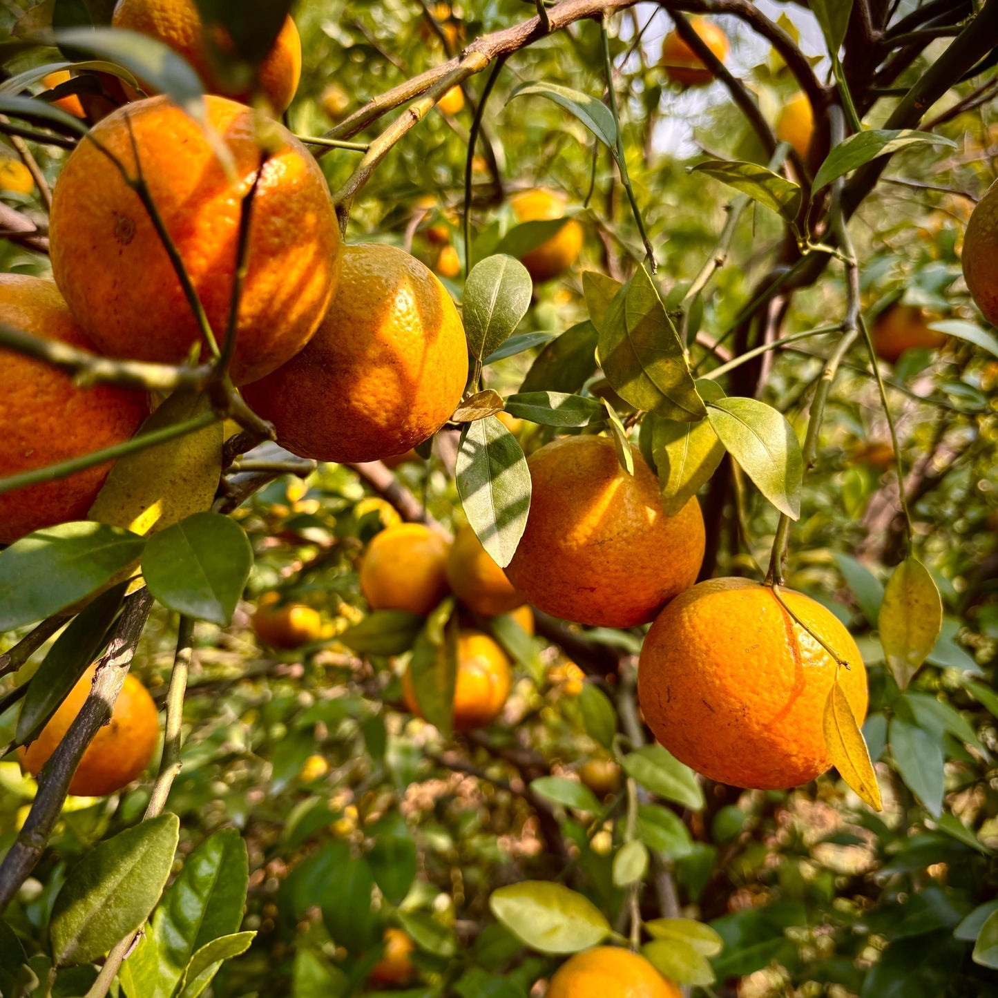 Flavour Bomb - Kinnow