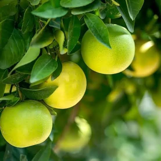 Sweetlime - Mousambi - Devanth Reddy