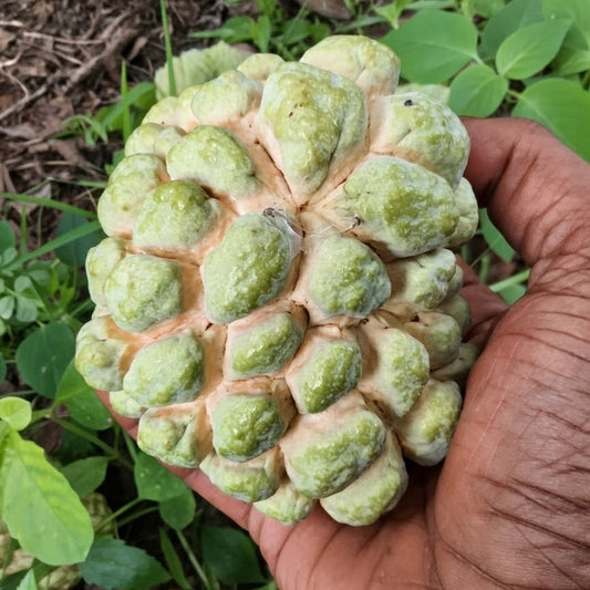 Golden Custard Apple - Kollipara Seshu