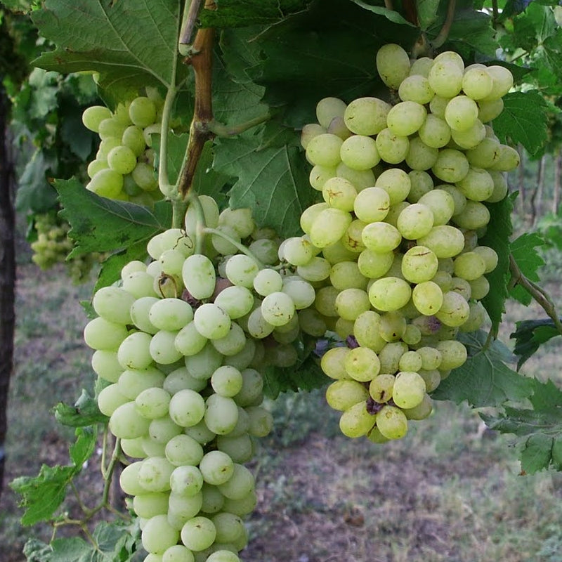 Thompson Seedless Grapes - 500 grams